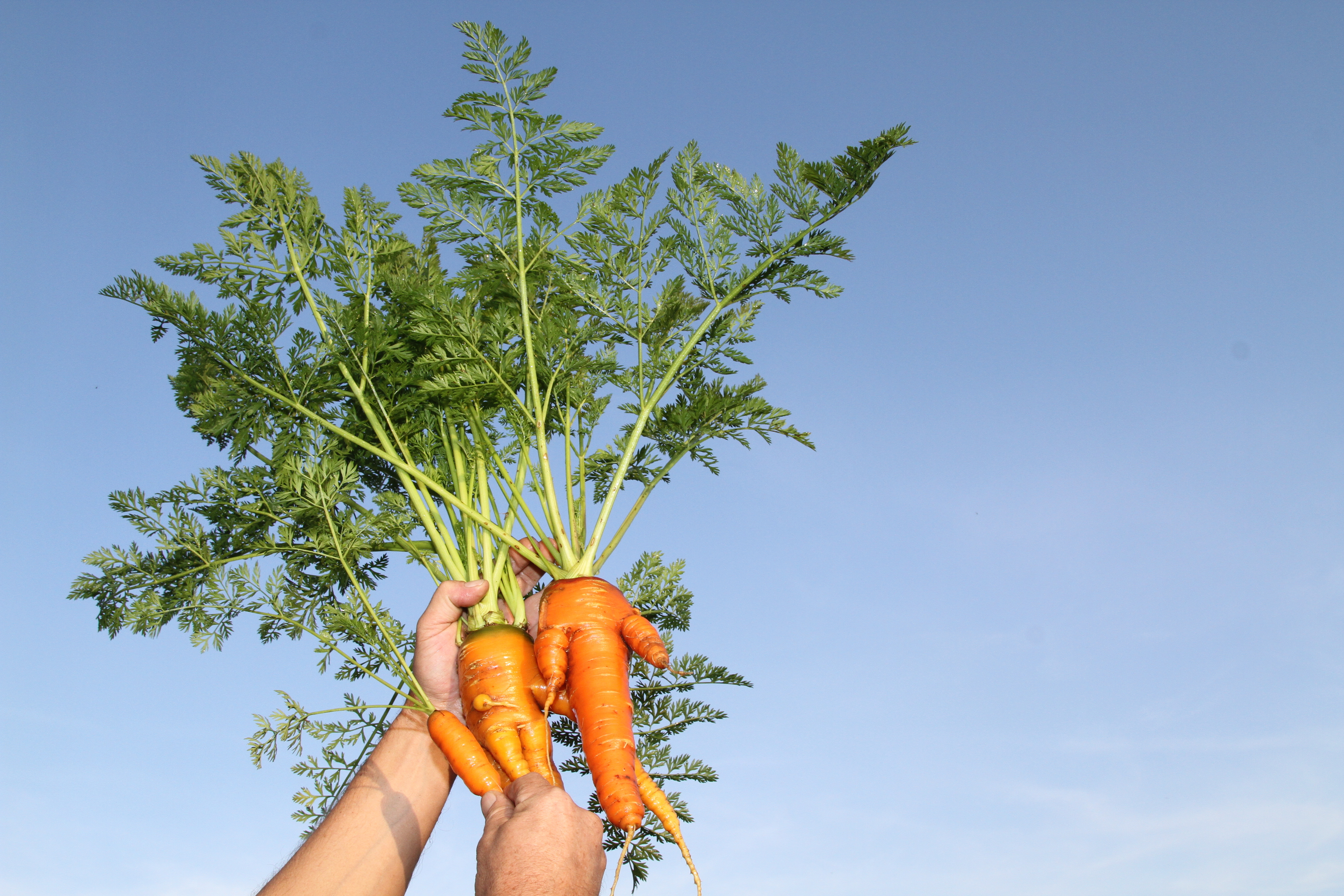 Food waste ugly fruit vegetables, misshapen carrots